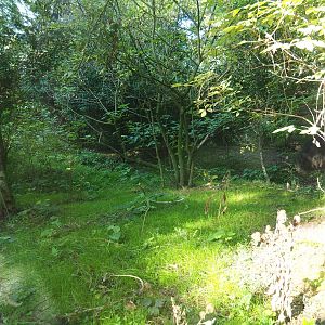 First double-wattled cassowary exhibit (Sep 2nd, 2018)