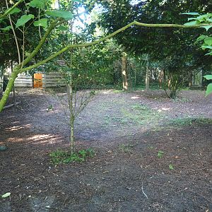 Second double-wattled cassowary exhibit (Sep 2nd, 2018)