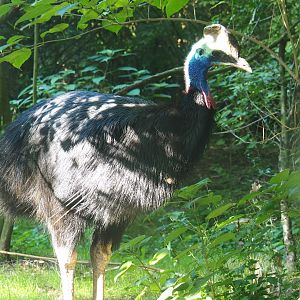 Double-wattled cassowary (Casuarius casuarius) - Sep 2nd, 2018