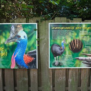 Double-wattled cassowary signs (Sep 2nd, 2018)
