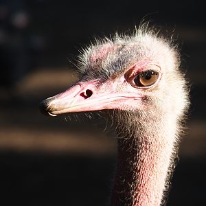 North African ostrich (Struthio camelus camelus) portrait, Sep 2nd, 2018