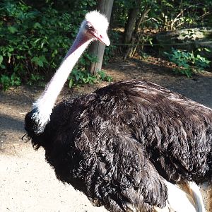 North African ostrich (Struthio camelus camelus), Sep 2nd, 2018