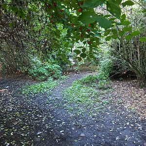Exhibit with a single red-crowned crane (Sep 2nd, 2018)