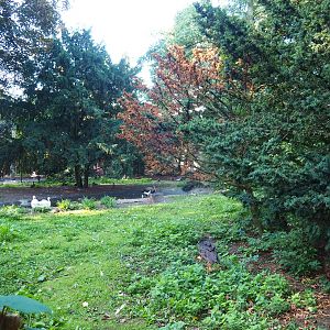 Grey crowned crane - Black stork - Coscoroba swan exhibit (Sep 2nd, 2018)