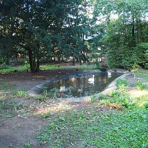 Grey crowned crane - Black stork - Coscoroba swan exhibit (Sep 2nd, 2018)