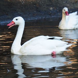 Coscoroba swan (Coscoroba coscoroba)