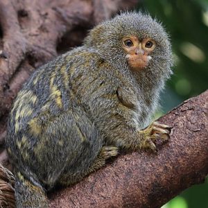 Pygmy Marmoset