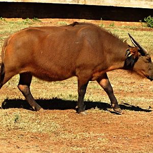 African Forest Buffalo