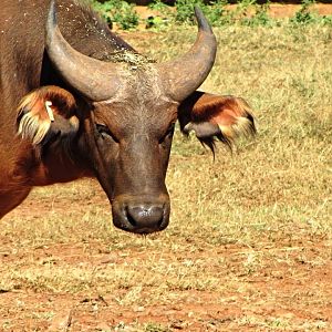 African Forest Buffalo