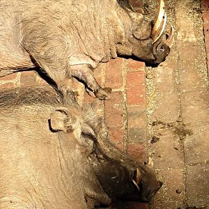 Overweight Southern Warthogs...