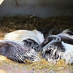 A Plethora of Porcupines!