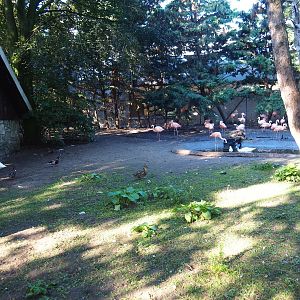 Chilean flamingo - Black-necked swan exhibit (Sep 2nd, 2018)