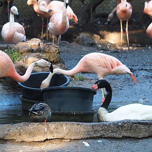 Chilean flamingos (Phoenicopterus chilensis) and black-necked swan (Cygnus melanocoryphus), Sep 2nd, 2018
