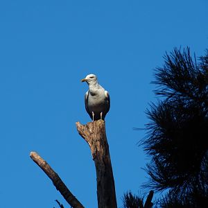 Wild European herring gull (Larus argentatus), Sep 2nd, 2018