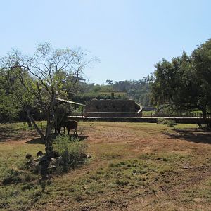 African Forest Buffalo Yard