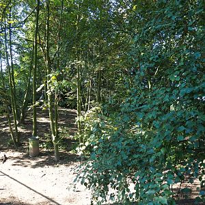 Common crane - Swan goose exhibit (Sep 2nd, 2018)