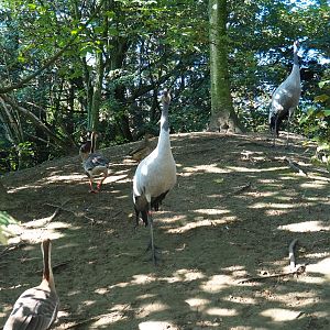 Common crane (Grus grus) and Swan goose (Anser cygnoides), Sep 2nd, 2018