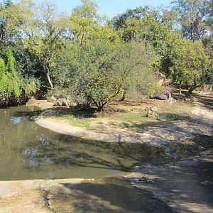 Nile Hippopotamus Exhibit