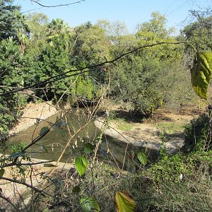 Nile Hippopotamus Exhibit