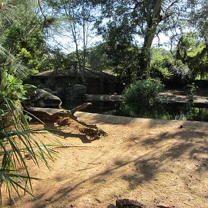 First Pygmy Hippopotamus Exhibit