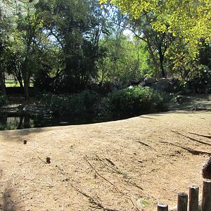 First Pygmy Hippopotamus Exhibit