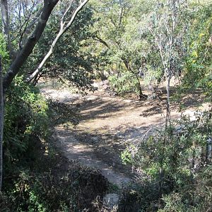 Rear View of Nile Hippopotamus Exhibit