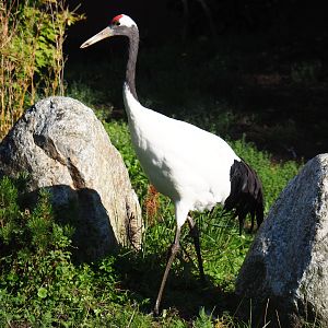 Red-crowned crane (Grus japonensis), Sep 2nd, 2018