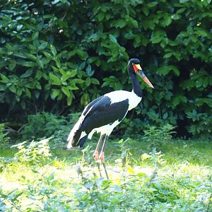 Saddle-billed stork (Ephippiorhyncus senegalensis), Sep 2nd, 2018