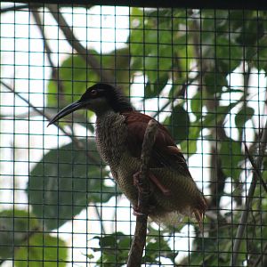 Twelve-Wired Bird-of-Paradise