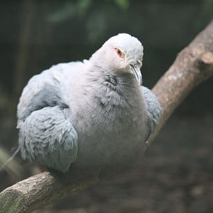 Pinon's Imperial-Pigeon