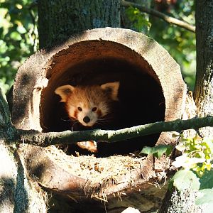 Red panda (Ailurus fulgens) in a hollow log (Sep 2nd, 2018)