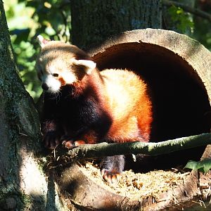 Red panda (Ailurus fulgens) coming out of a hollow log (Sep 2nd, 2018)