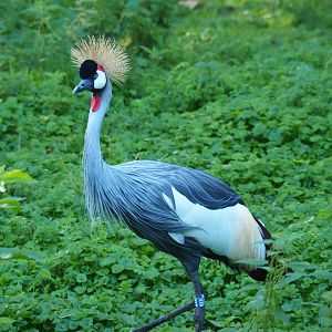 East African grey crowned crane (Balearica regulorum gibbericeps), Sep 2nd, 2018