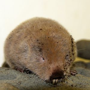 silvery mole-rat, silvery blesmol, or silky mole-rat (Heliophobius argenteocinereus) 2010