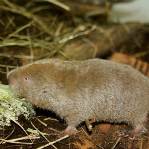 silvery mole-rat, silvery blesmol, or silky mole-rat (Heliophobius argenteocinereus) 2010