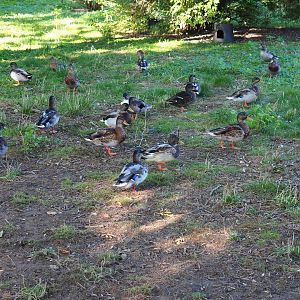 Lots of wild mallards (Anas platyrhynchos), Sep 2nd, 2018