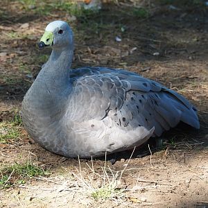 Cape Barren goose (Cereopsis novaehollandiae), Sep 2nd, 2018
