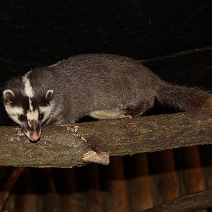 Javan ferret-badger (Melogale orientalis)