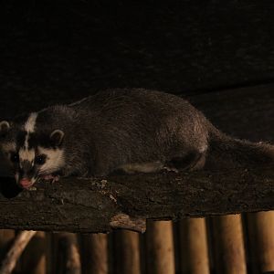 Javan ferret-badger (Melogale orientalis)