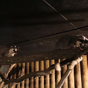 Javan ferret-badger (Melogale orientalis)