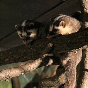 Javan ferret-badger (Melogale orientalis)