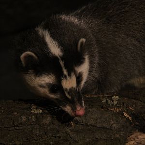 Javan ferret-badger (Melogale orientalis)