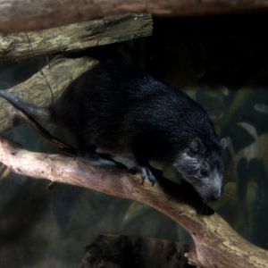 Desmarest's hutia (Capromys pilorides)