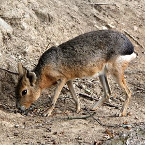 Patagonian mara (Dolichotis patagonum)