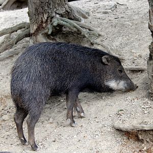 white-lipped peccary (Tayassu pecari)
