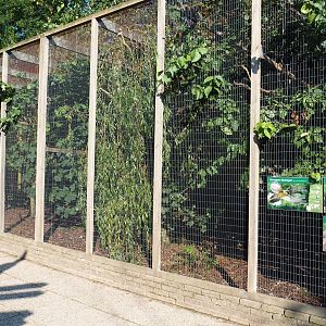 Aviary Wreathed hornbill - Great argus - Blue-crowned laughingthrush (Sep 2nd, 2018)