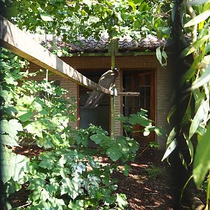 Aviary and house Wreathed hornbill - Great argus - Blue-crowned laughingthrush (Sep 2nd, 2018)