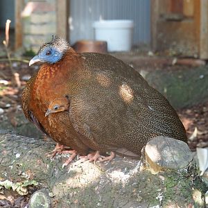 Great argus (Argusianus argus) hen with chick (Sep 2nd, 2018)