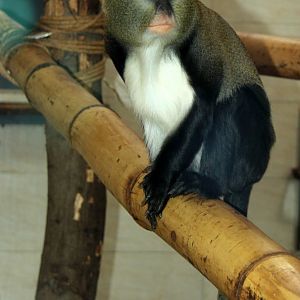 Lowe's mona monkey (Cercopithecus lowei)