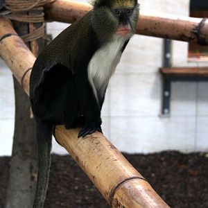 Lowe's mona monkey (Cercopithecus lowei)